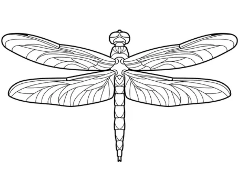 Dragonfly art, how to draw a dragonfly